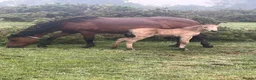 New Forest horses for sale: New Forest foals - Advert 6