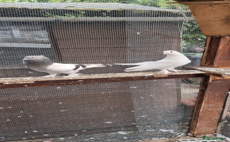 Doves birds - Advert 1