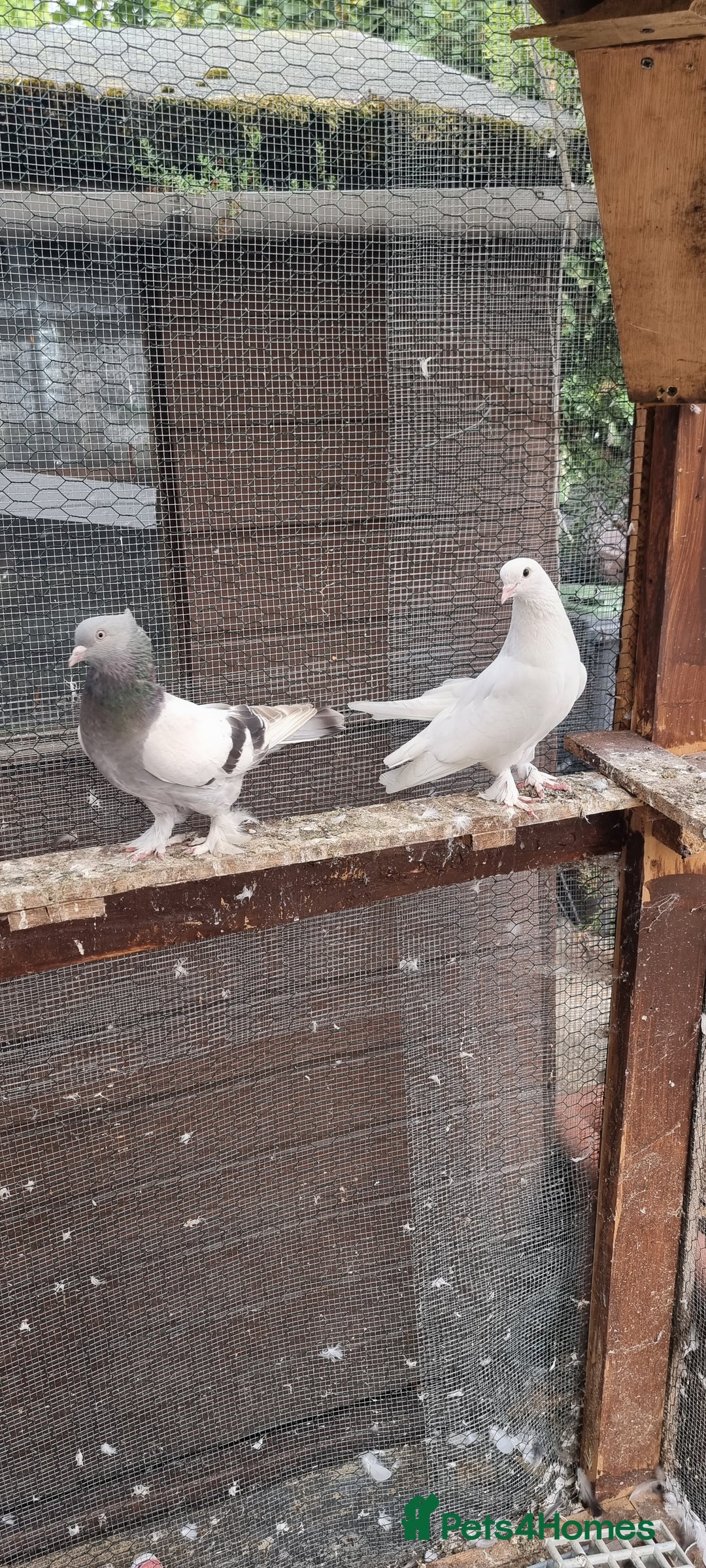 Doves birds for sale: Pigeons  - Image 1