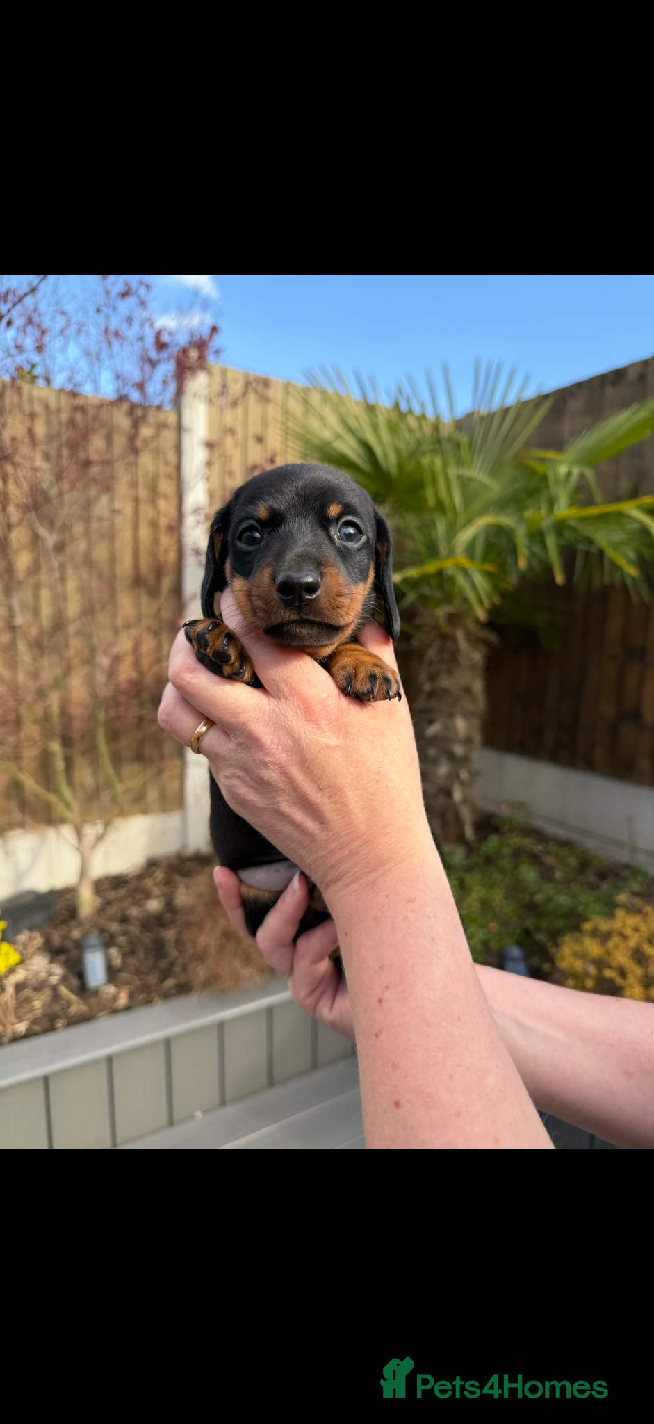 Miniature Dachshund dogs Exceptional Litter Of Smooth Haired Mini Dachshund - Advert 2