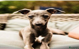 Italian Greyhound dogs for sale: Tiny cream and white Italian Greyhound boys - Image 8