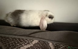 Mini Lop rabbits for sale: Gorgeous Mini Lops  - Image 5
