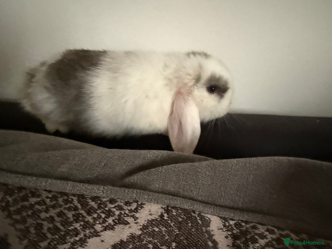 Mini Lop rabbits for sale: Gorgeous Mini Lops  - Image 5