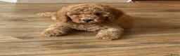 Cavapoo dogs for sale: ** REDUCED - READY NOW ** F1B Cavapoo Puppiess - Advert 29