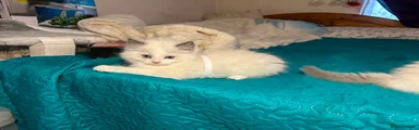 Ragdoll 2