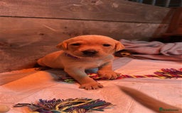 Labrador Retriever dogs for sale: Labrador Puppies Looking for Their Forever Homes!  - Image 8