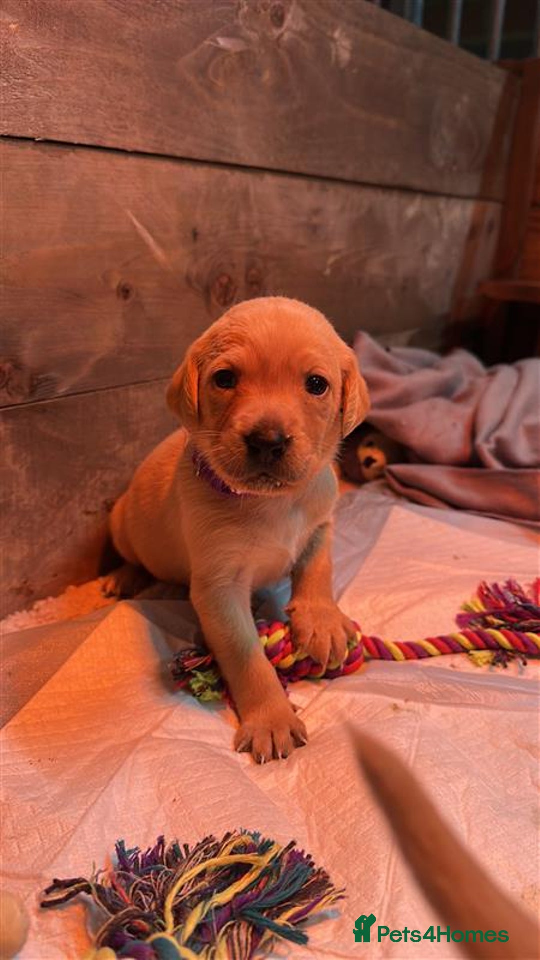 Labrador Retriever dogs for sale: Labrador Puppies Looking for Their Forever Homes!  - Image 8