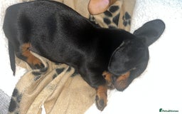 Miniature Dachshund dogs for sale: 🐾 PRICE REDUCED Beautiful miniature dachshunds  - Image 5