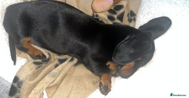 Miniature Dachshund dogs - Advert 6