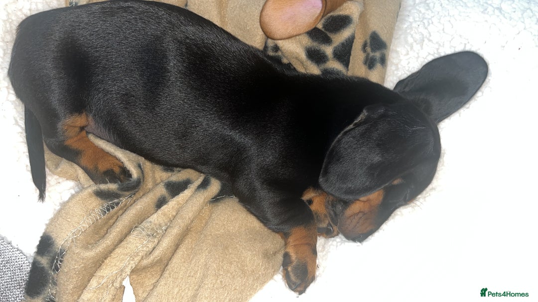 Miniature Dachshund dogs for sale: 🐾 PRICE REDUCED Beautiful miniature dachshunds  - Image 5