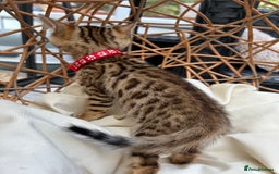 Bengal cats for sale: GORGEOUS PURE BENGAL KITTENS READY TO GO ❤️ - Image 18