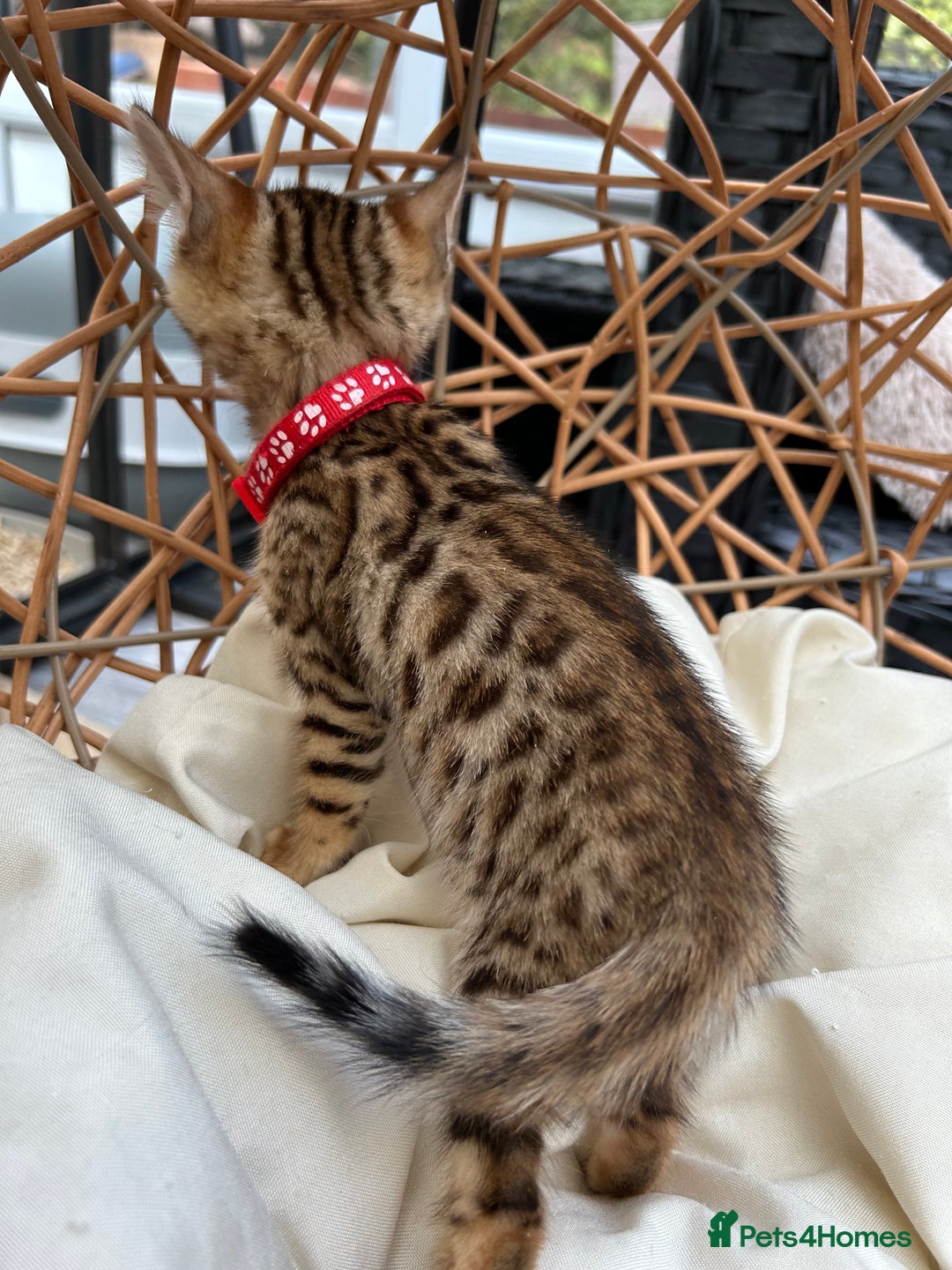 Bengal cats for sale: GORGEOUS PURE BENGAL KITTENS READY TO GO ❤️ - Image 18
