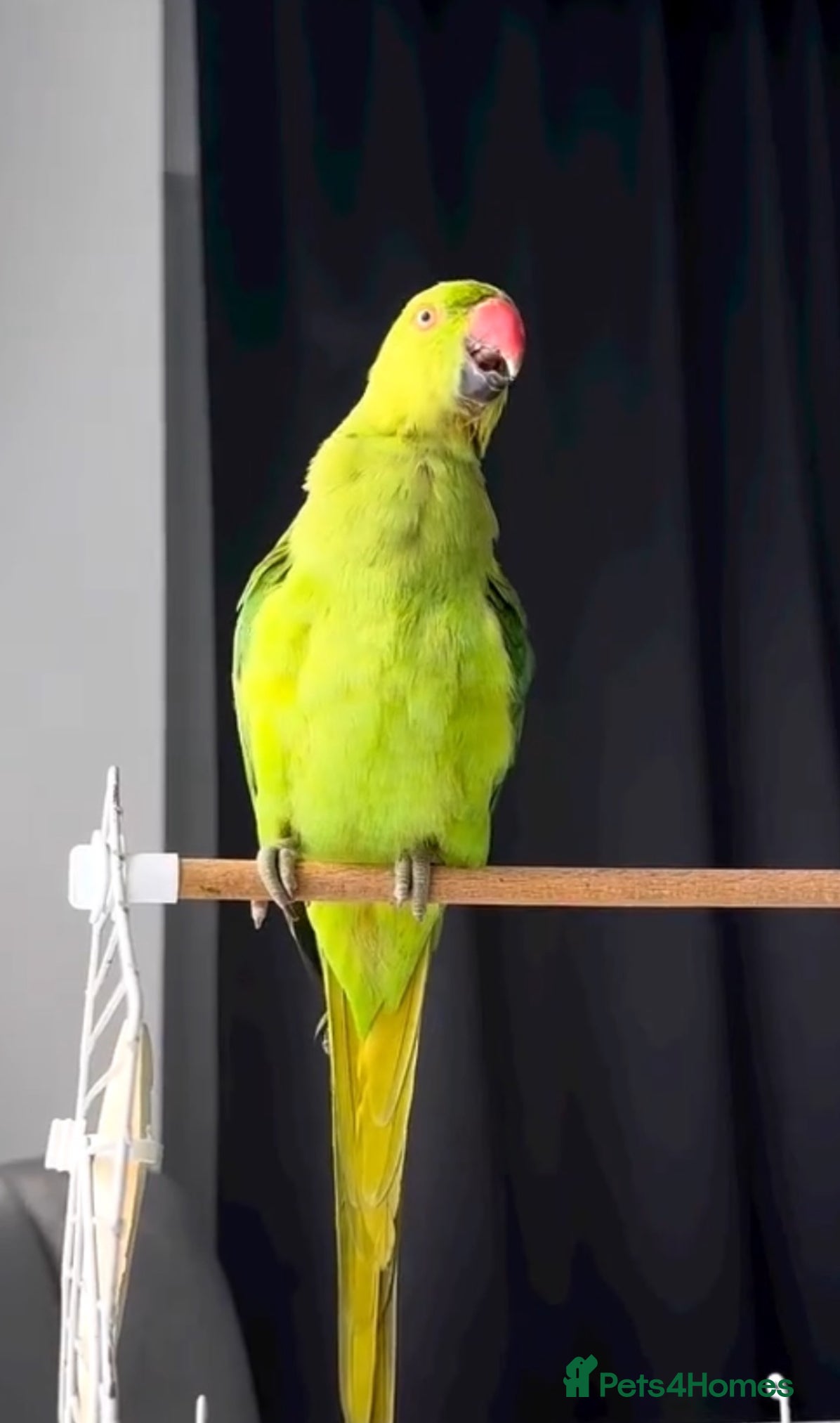 Parrots birds Baby ring neck talking parrot  - Advert 11