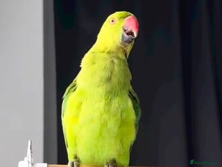 Parrots birds Baby ring neck talking parrot - Advert 6