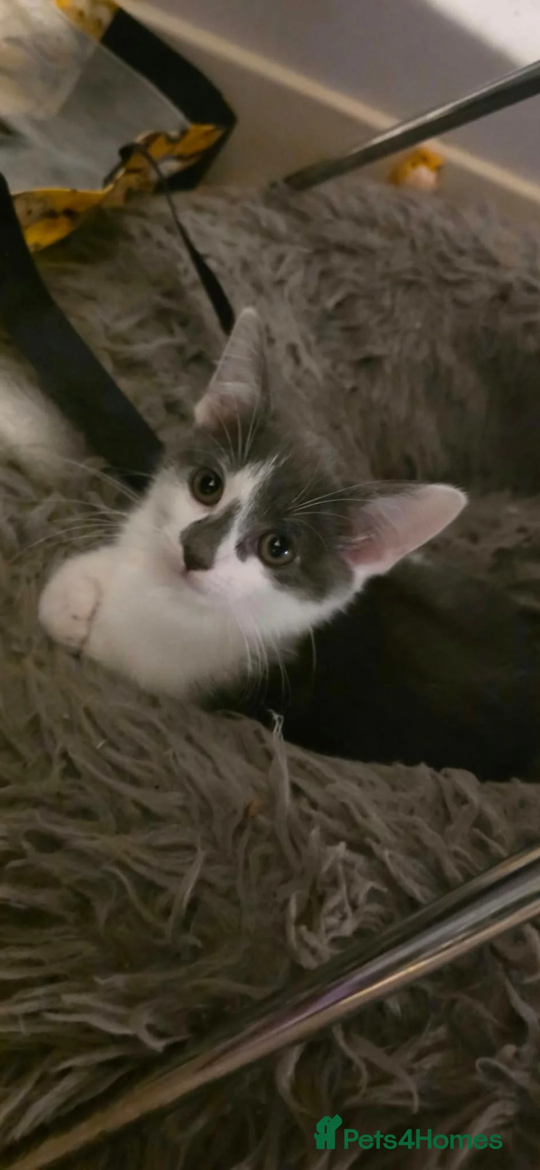 Mixed Breed cats for sale: Gorgeous kittens - Advert 7