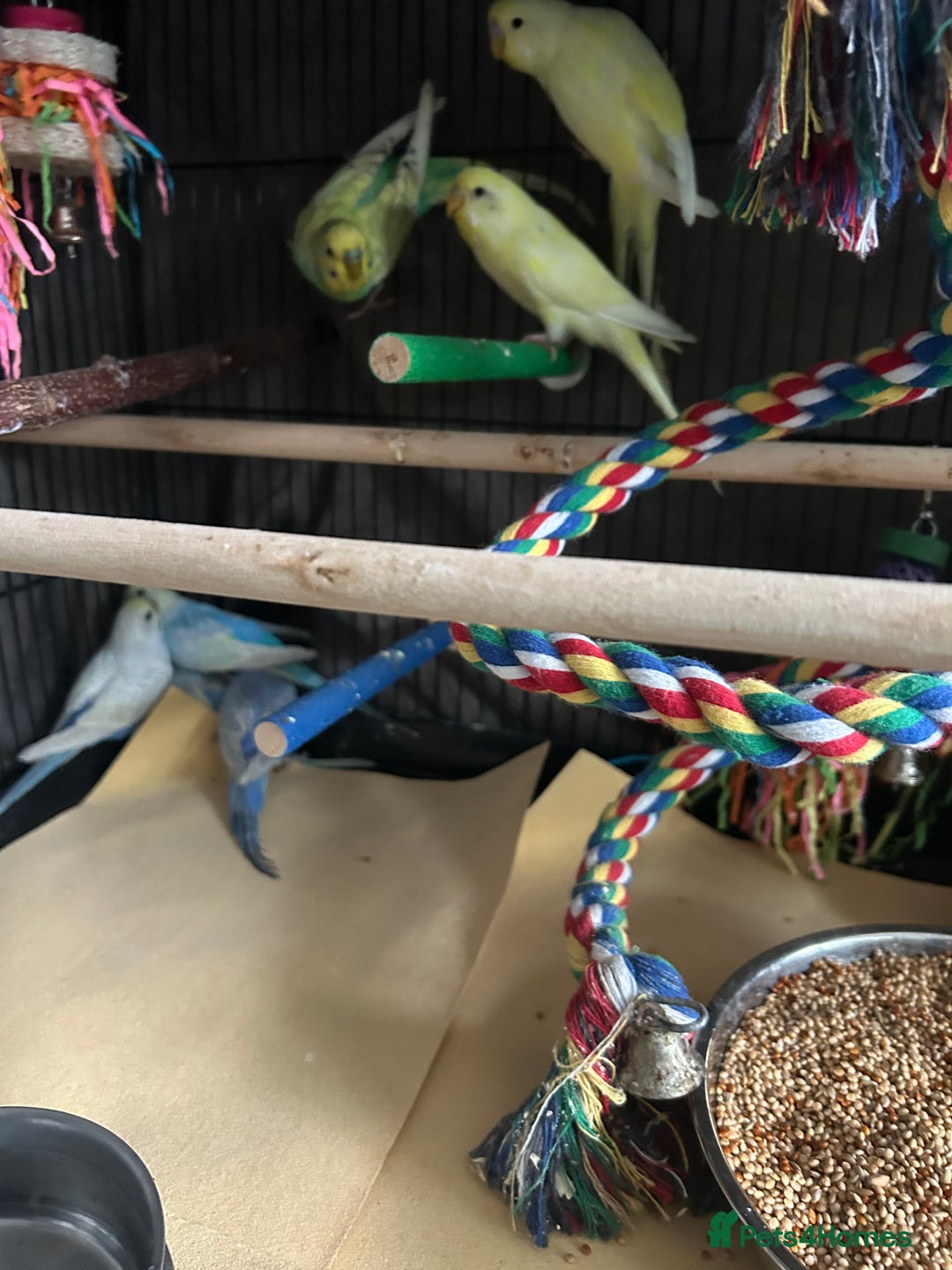 Budgerigars birds for sale: BEAUTIFUL BABY BUDGIES FIR SALE - Image 7