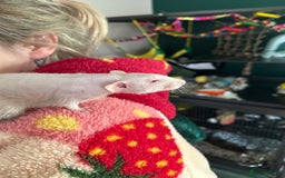 Rat rodents for sale: Pair of Dumbo Rex hairless male Rats - Image 7