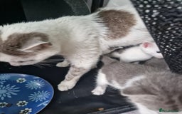 Mixed Breed cats for sale: Lovely kittens - Image 12