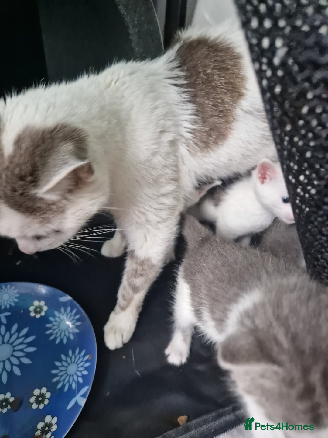Mixed Breed cats for sale: Lovely kittens - Image 12