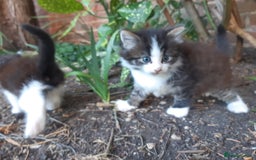 Mixed Breed cats for sale: 6 Kittens Available to take home today 😸  - Image 5