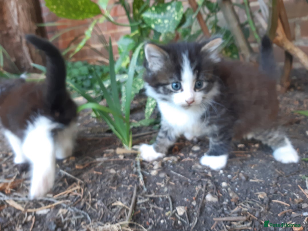 Mixed Breed cats for sale: 6 Kittens Available to take home today 😸  - Image 5