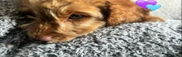 Cockapoo dogs for sale: 🐾 Stunning Litter of 8 Cockapoo Puppies! 🐾 - Advert 25