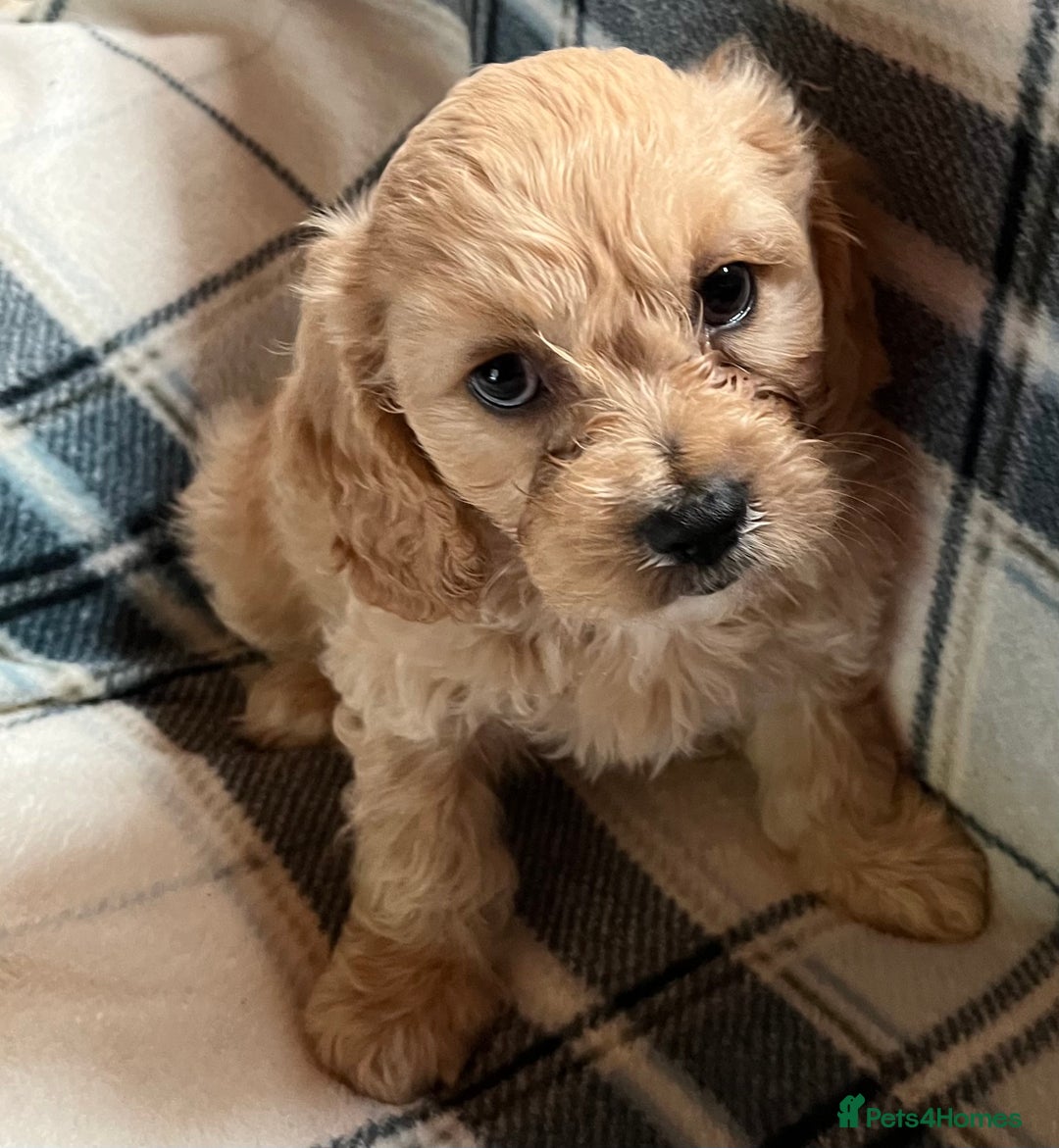Cavachon dogs for sale: 1 Boy Puppy available - Image 7