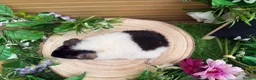 Guinea Pig rodents for sale: 5 baby male teddy guineapigs AVAILABLE  - Advert 8