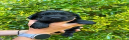 Cocker Spaniel dogs for sale: Female KC Cocker Spaniel (Ready to leave) - Advert 12