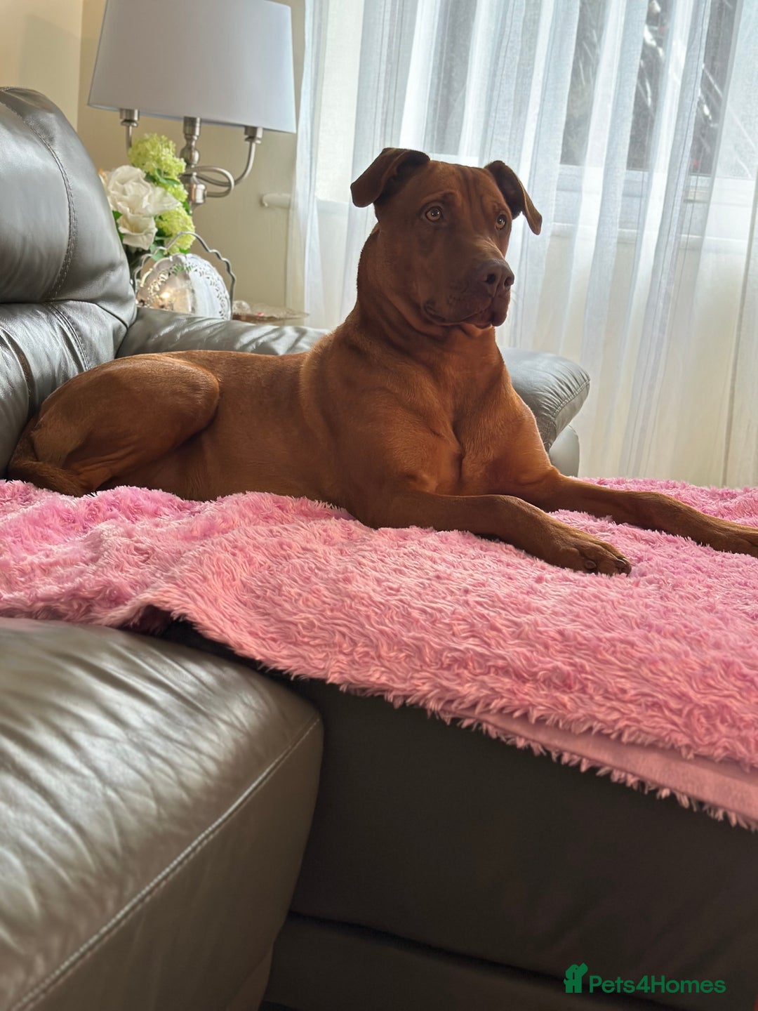 Dobermann dogs for sale: For Sale – Beautiful Doberman Puppy (9 months old) - Image 1