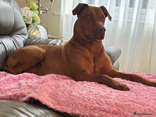 Dobermann dogs for sale - Advert 1