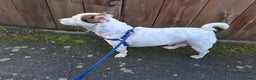 Jack Russell dogs for sale: Milo - Jack Russell is looking for a loving home - Advert 4