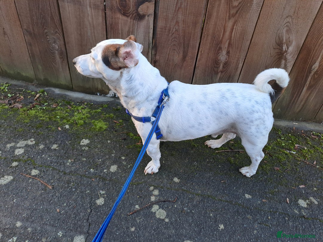 Jack Russell dogs for sale: Milo - Jack Russell is looking for a loving home - Advert 4