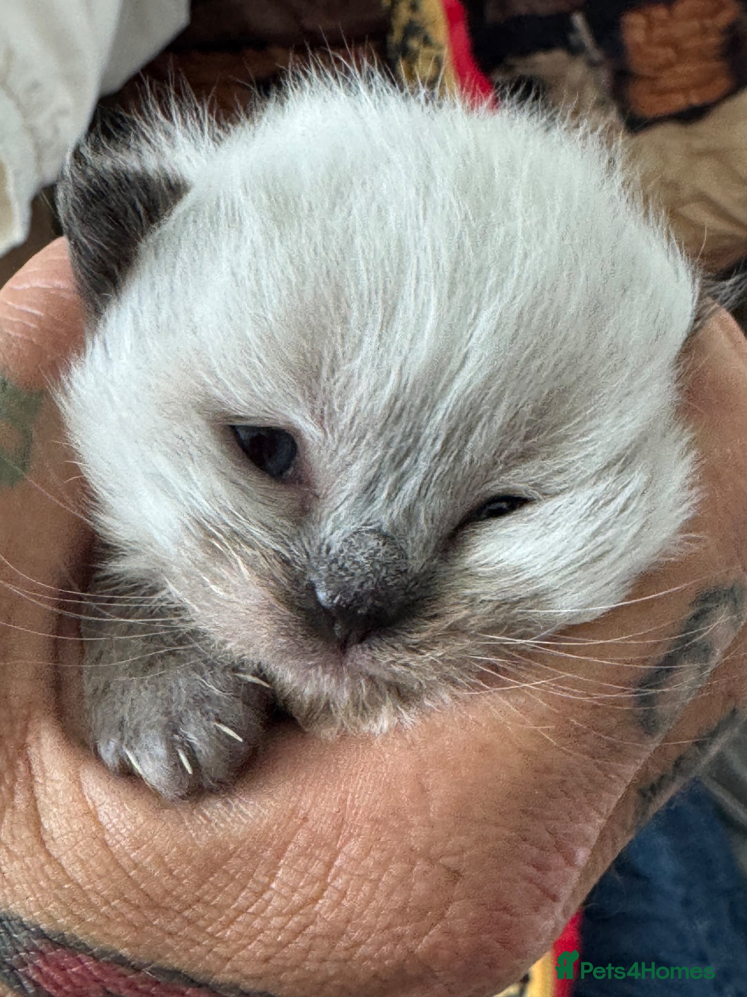 Maine Coon cats STUNNING 🤩 MAINE COON KITTENS  - Advert 6