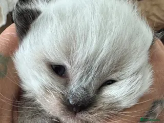 Maine Coon cats STUNNING 🤩 MAINE COON KITTENS - Advert 2