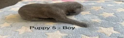 Staffordshire Bull Terrier dogs for sale: Staff puppies for sale  - Advert 12