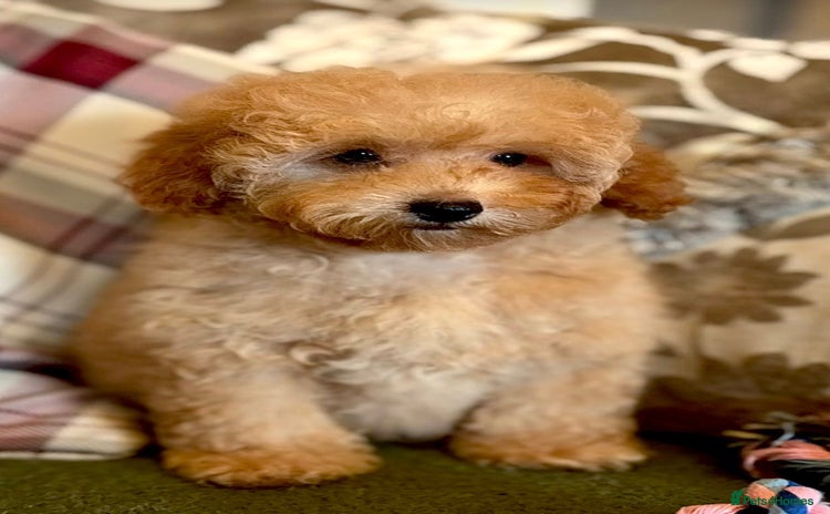Cockapoo dogs - Advert 11