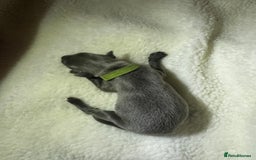 Whippet dogs for sale: Pedigree Purebred Blue and Two Toned Whippets - Image 22