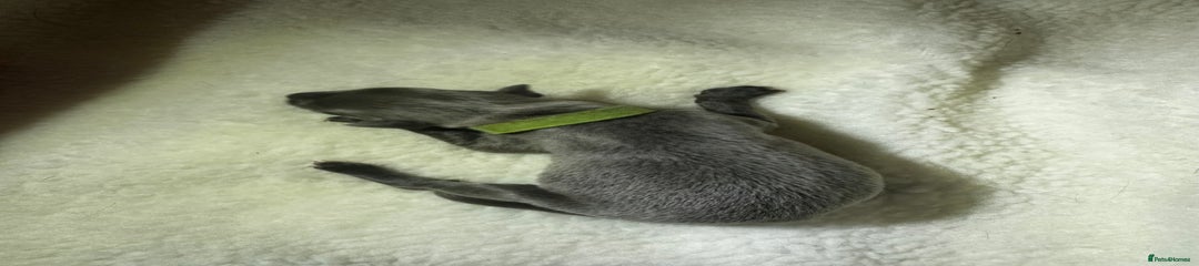 Whippet Puppy 3