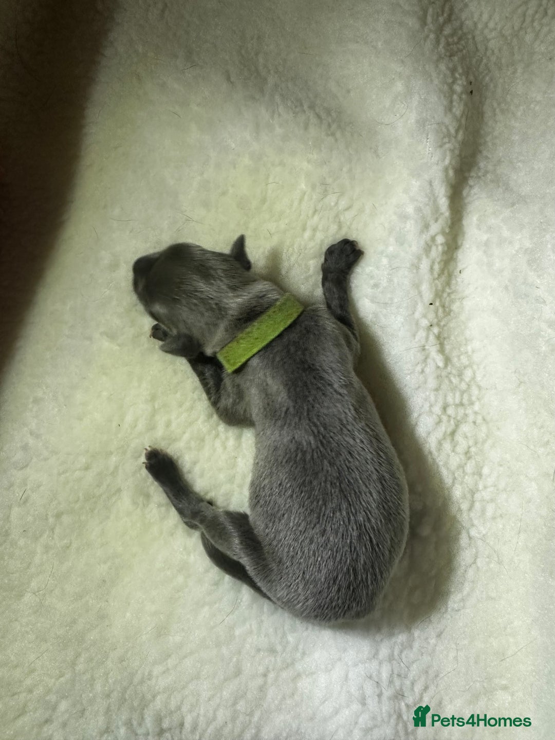 Whippet dogs for sale: Pedigree Purebred Blue and Two Toned Whippets - Image 22
