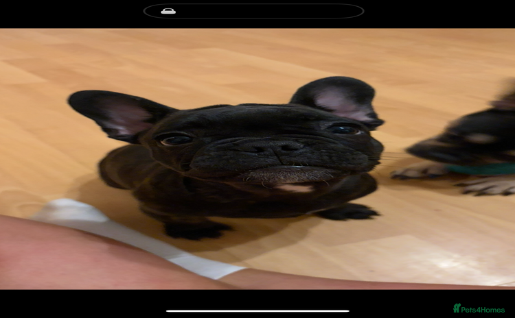 French Bulldog dogs - Advert 2