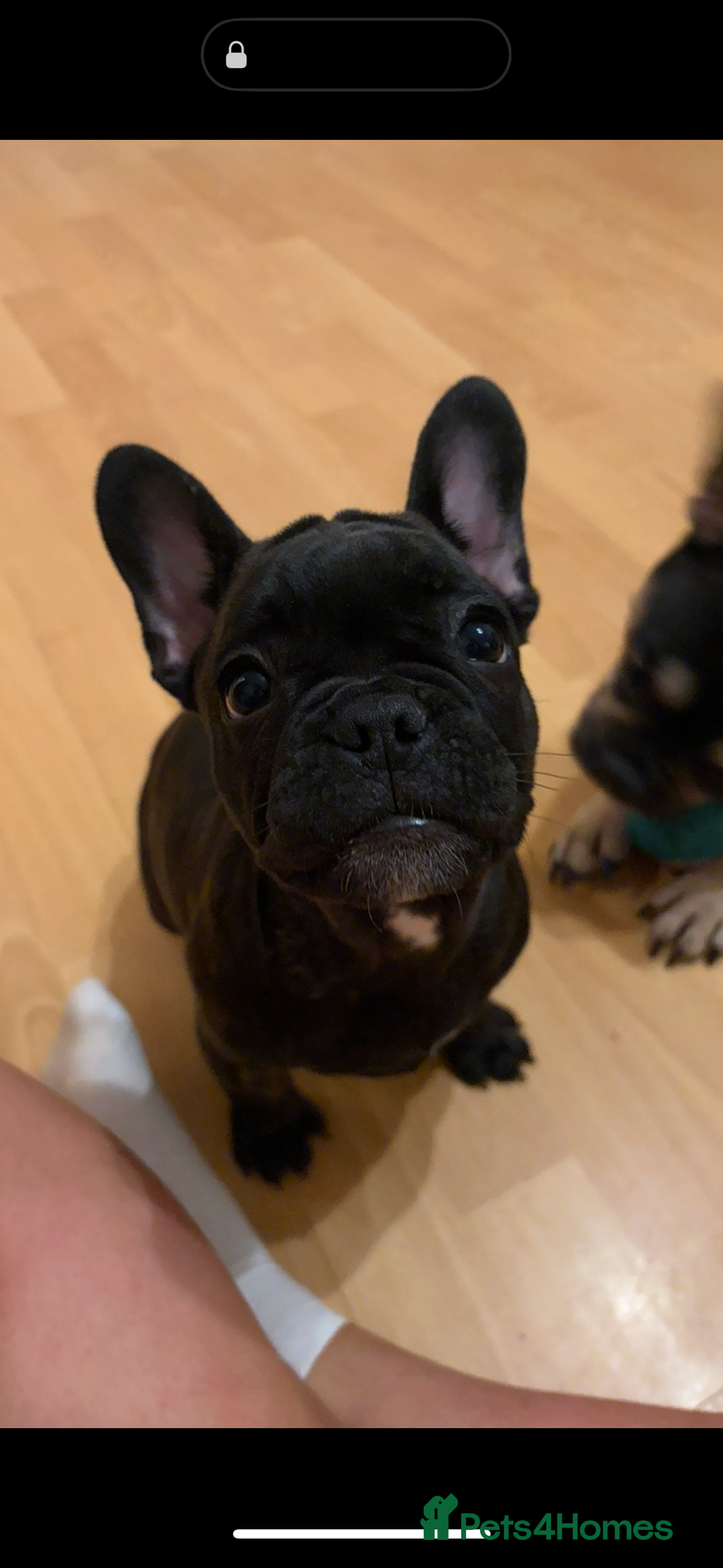 French Bulldog dogs for sale: French bulldog puppies - Image 2