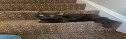 Mixed Breed cats for sale: 4 kittens looking for forever homes  - Advert 7