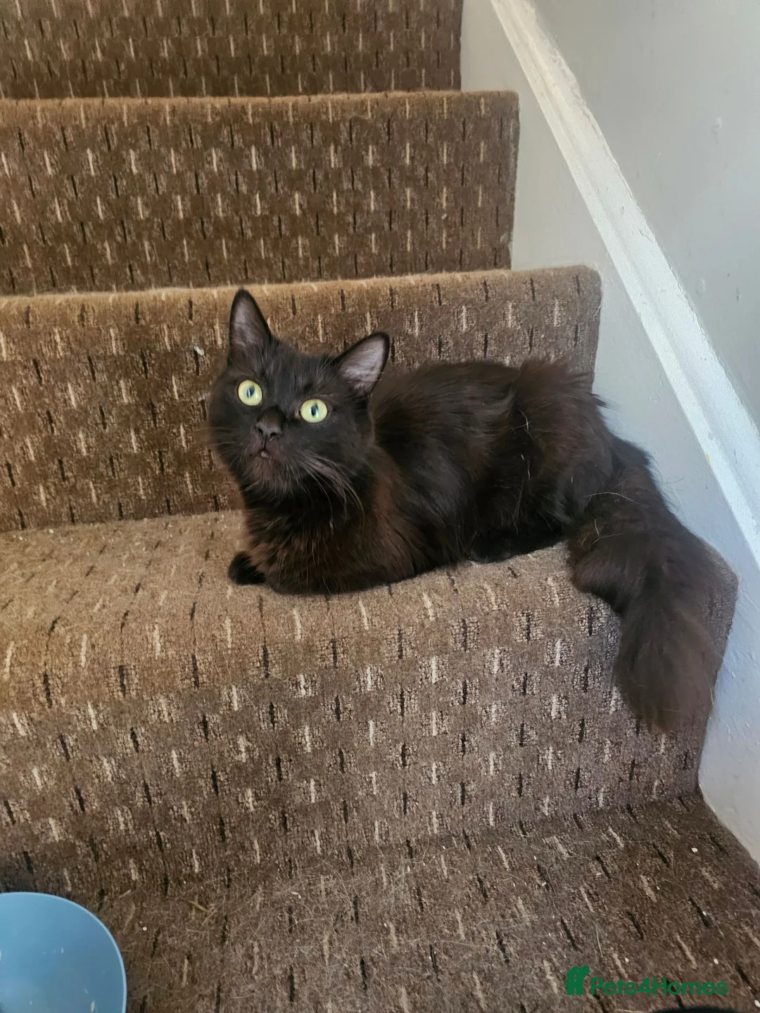 Mixed Breed cats for sale: 4 kittens looking for forever homes  - Advert 7