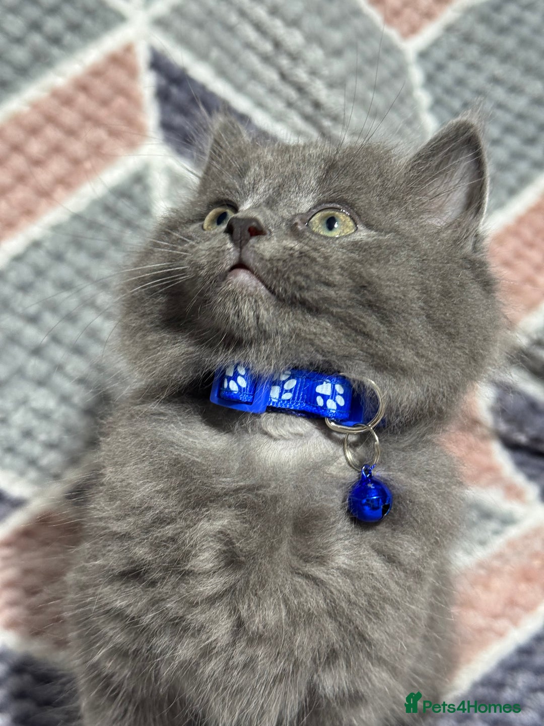 Mixed Breed cats for sale: 🐾 Adorable 9-Week Kittens for Sale 🐾 - Advert 7