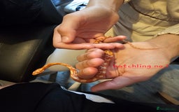 Corn Snake reptiles for sale: Beautiful corn snakes  - Image 31