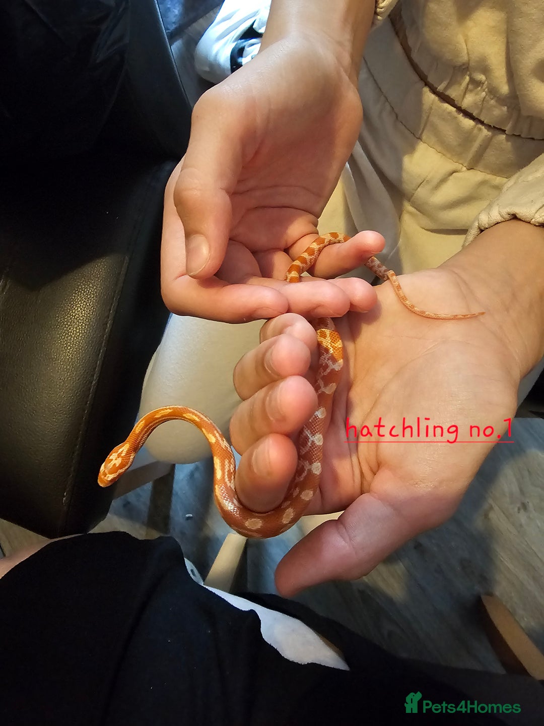 Corn Snake reptiles for sale: Beautiful corn snakes  - Image 31