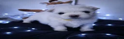 Maltese dogs for sale: 🐶4 Beautiful Maltese Puppies – 3 Boys & 1 Girl - Advert 4