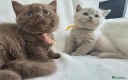 British Shorthair cats for sale: GCCF British Shorthair Kittens Champion Bloodline  - Image 4
