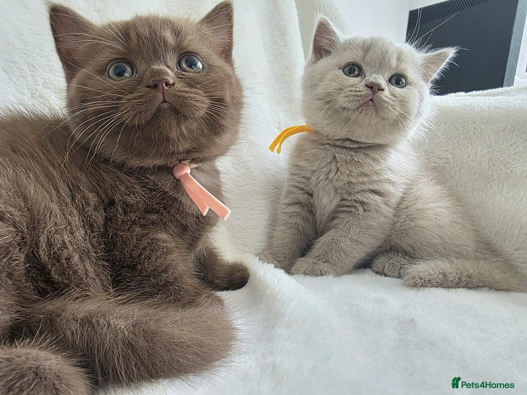 British Shorthair cats for sale: GCCF British Shorthair Kittens Champion Bloodline  - Image 4